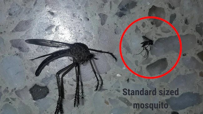 Real giant mutant mosquito: Cazador