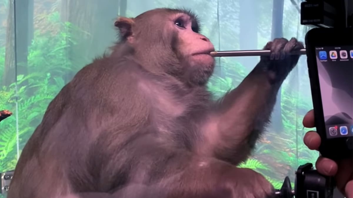 Is the Neuralink Monkey Pong thing real because it is easy to fake.